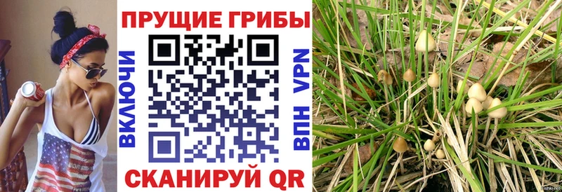 Галлюциногенные грибы мухоморы  хочу   Аргун 